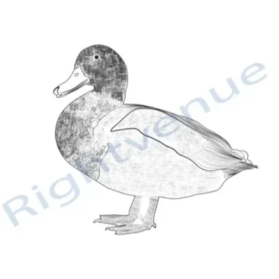 Pencil Sketch Illustration
