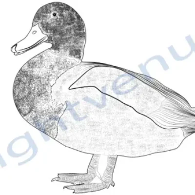 pencil-sketch-illustration_R